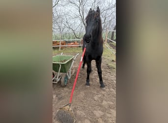 Frisones, Semental, 2 años, 163 cm, Negro