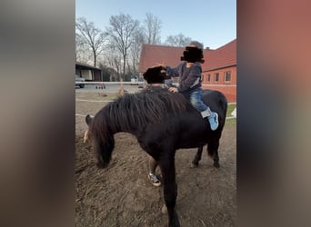 Frisones, Semental, 2 años, 163 cm, Negro