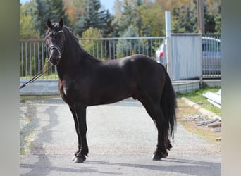 Frisones, Semental, 2 años, 163 cm, Negro