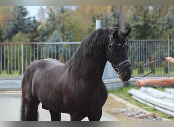 Frisones, Semental, 2 años, 163 cm, Negro