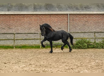 Frisones, Semental, 2 años, 165 cm