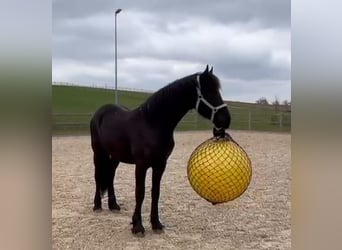 Frisones, Semental, 2 años, 165 cm, Negro