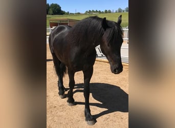 Frisones, Semental, 2 años, 165 cm, Negro