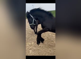 Frisones, Semental, 2 años, 165 cm, Negro