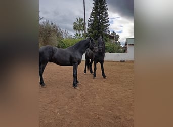 Frisones, Semental, 2 años, 168 cm, Negro