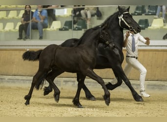 Frisones, Semental, 2 años, Negro