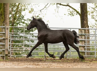 Frisones, Semental, 2 años, Negro