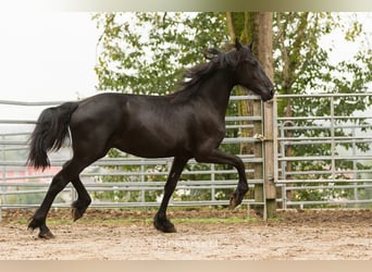 Frisones, Semental, 2 años, Negro