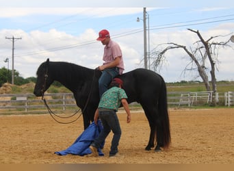 Frisones, Semental, 3 años, 152 cm, Negro