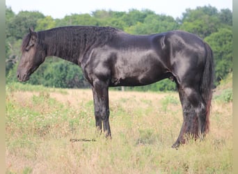 Frisones, Semental, 3 años, 152 cm, Negro