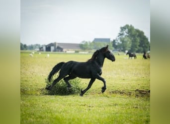 Frisones, Semental, 3 años, 155 cm, Negro