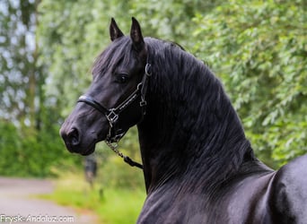 Frisones, Semental, 3 años, 156 cm, Negro