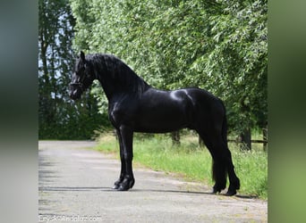 Frisones, Semental, 3 años, 156 cm, Negro