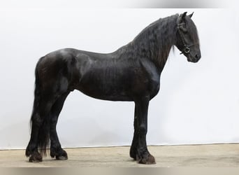 Frisones, Semental, 3 años, 158 cm, Negro