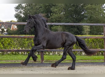 Frisones, Semental, 3 años, 158 cm, Negro