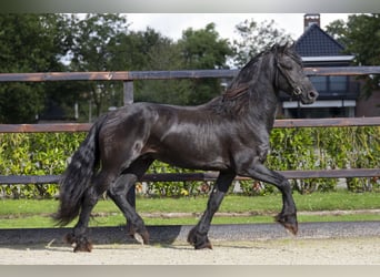 Frisones, Semental, 3 años, 158 cm, Negro