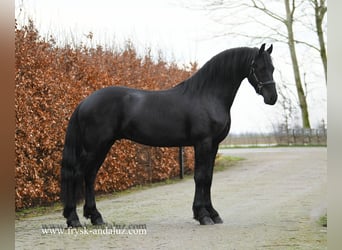 Frisones, Semental, 3 años, 160 cm, Negro