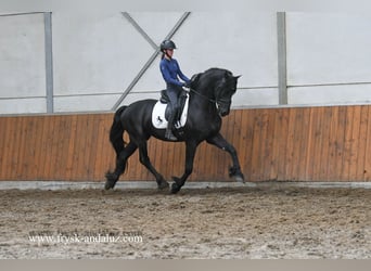 Frisones, Semental, 3 años, 160 cm, Negro