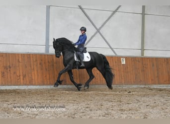 Frisones, Semental, 3 años, 160 cm, Negro