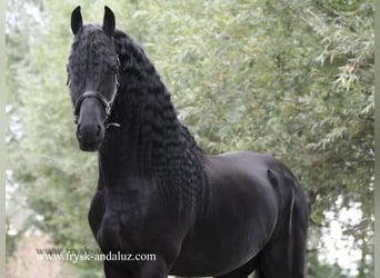 Frisones, Semental, 3 años, 160 cm, Negro