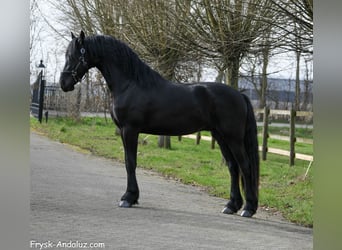Frisones, Semental, 3 años, 160 cm, Negro