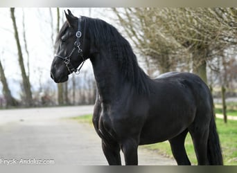Frisones, Semental, 3 años, 160 cm, Negro