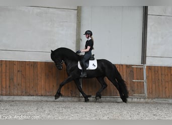 Frisones, Semental, 3 años, 160 cm, Negro