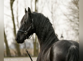 Frisones, Semental, 3 años, 160 cm, Negro