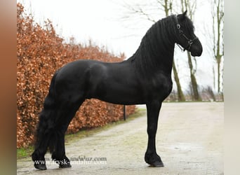 Frisones, Semental, 3 años, 160 cm, Negro