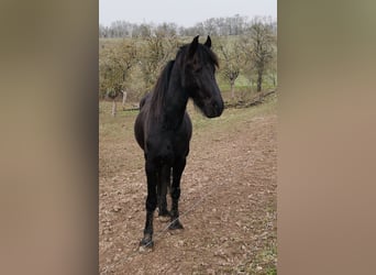 Frisones, Semental, 3 años, 161 cm, Negro