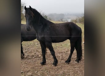 Frisones, Semental, 3 años, 161 cm, Negro