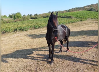 Frisones, Semental, 3 años, 161 cm, Negro