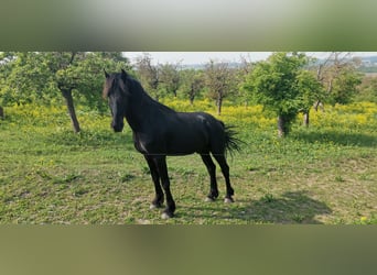 Frisones, Semental, 3 años, 161 cm, Negro