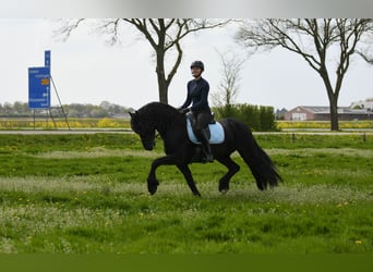 Frisones, Semental, 3 años, 162 cm, Negro