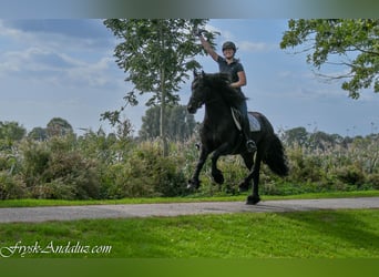 Frisones, Semental, 3 años, 162 cm, Negro