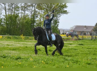 Frisones, Semental, 3 años, 162 cm, Negro