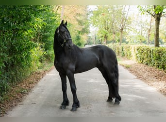 Frisones, Semental, 3 años, 162 cm, Negro