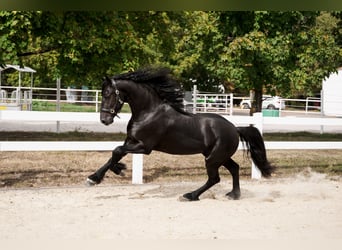 Frisones, Semental, 3 años, 162 cm, Negro