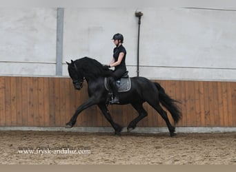 Frisones, Semental, 3 años, 162 cm, Negro