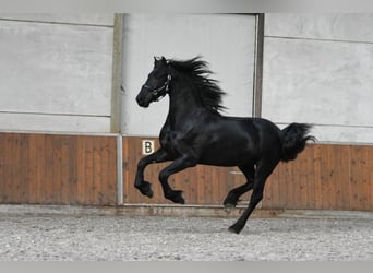 Frisones, Semental, 3 años, 162 cm, Negro