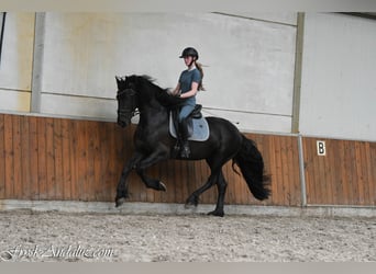 Frisones, Semental, 3 años, 162 cm, Negro