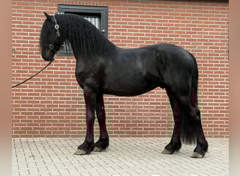 Frisones, Semental, 3 años, 162 cm, Negro