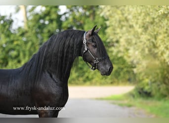 Frisones, Semental, 3 años, 162 cm, Negro