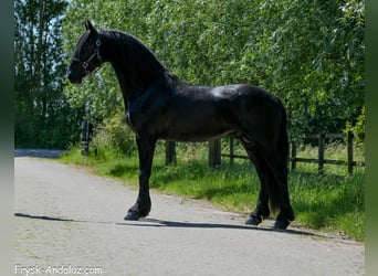 Frisones, Semental, 3 años, 163 cm, Negro