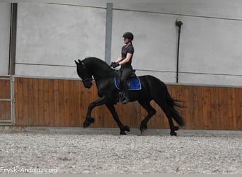 Frisones, Semental, 3 años, 163 cm, Negro