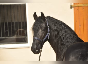 Frisones, Semental, 3 años, 163 cm, Negro