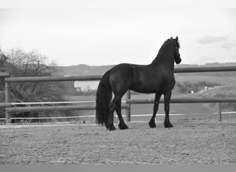 Frisones, Semental, 3 años, 163 cm, Negro