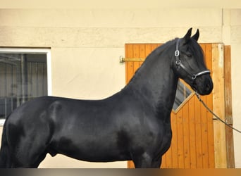 Frisones, Semental, 3 años, 163 cm, Negro