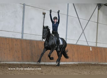 Frisones, Semental, 3 años, 163 cm, Negro