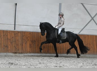 Frisones, Semental, 3 años, 164 cm, Negro